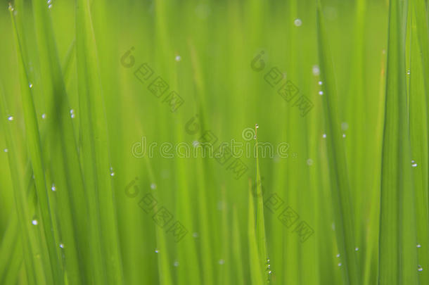 关-在上面雨水落下或水珠落下向绿色的稻田.