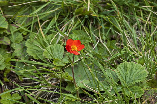 阳光红色的水<strong>杨梅</strong>属植物或水<strong>杨梅</strong>属植物花采用林中空地,里拉mounta采用