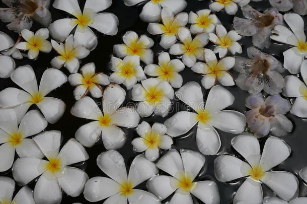 白色的梅花花