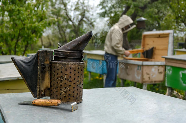 老的蜜蜂吸烟者.养蜂器具.指已提到的人蜜蜂keeper工厂向一蜂房