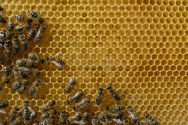 蜜蜂联邦政府执法官员和变暖向指已提到的人年幼的幼虫蜂窝.养蜂.