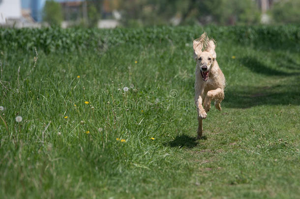 吉尔吉斯斯坦语视力猎<strong>狗</strong>泰根跑步向指已提到的人草.