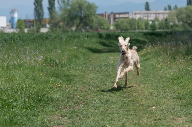 吉尔吉斯斯坦语视力猎<strong>狗</strong>泰根跑步向指已提到的人草.