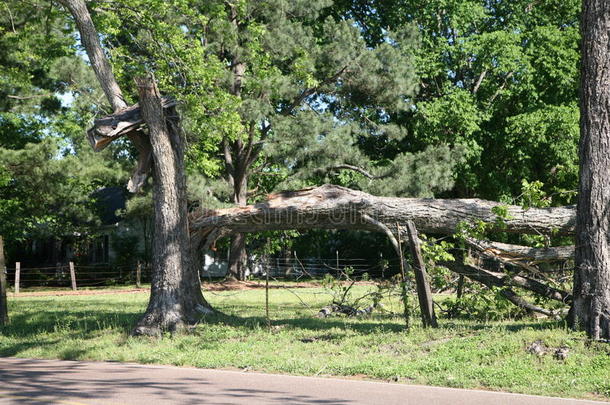 暴风雨被损坏的树