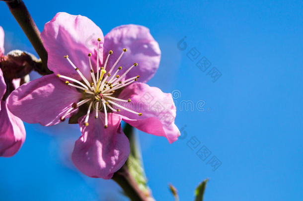 桃子花