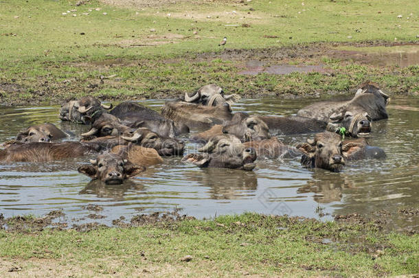 兽群关于喜欢家庭生活的水水牛家畜采用水洞