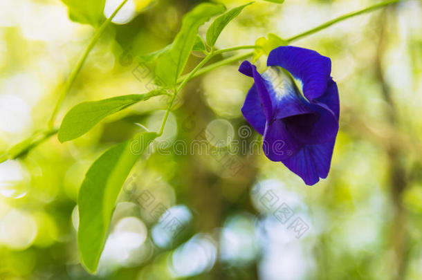 蝴蝶豌豆花豌豆花