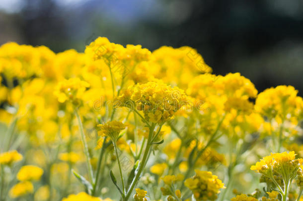 油菜花