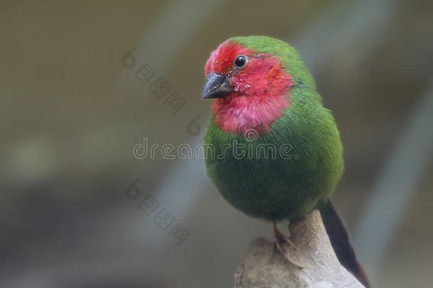 红色的-用沙哑的声音或嗓音发音鹦鹉-雀科小鸟