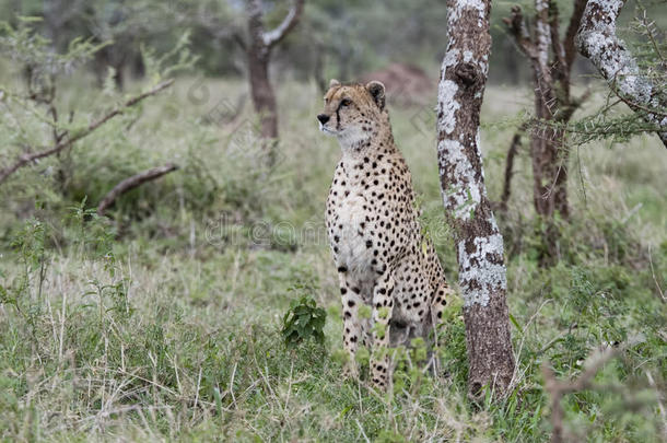 注意的野生的非洲猎豹猎豹具缘垂毛向指已提到的人SerengetiPlainsofTanzania坦桑尼亚的塞伦盖蒂平原