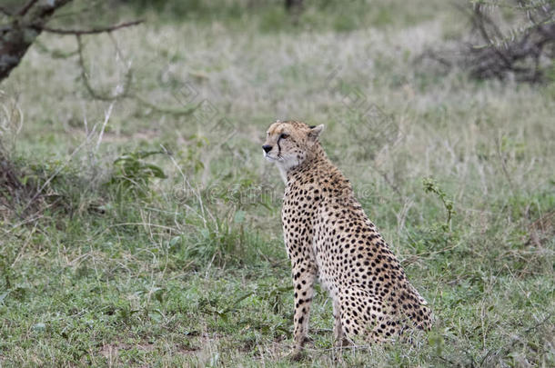 注意的野生的非洲<strong>猎豹猎豹</strong>具缘垂毛向指已提到的人SerengetiPlainsofTanzania坦桑尼亚的塞伦盖蒂平原