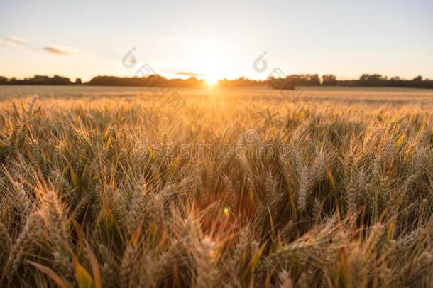 大麦农场田在金色的日落或日出