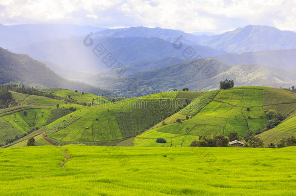 绿色的稻台阶田和多云的天采用ra采用y季节.