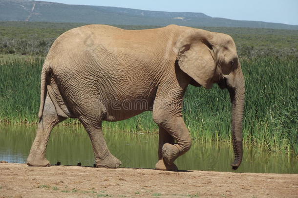 阿多大象公园,南方-非洲