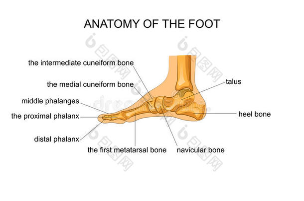 解剖关于一骨架脚