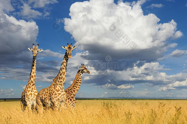 长颈鹿采用国家的公园关于肯尼亚