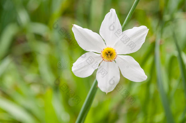 一单一的花关于指已提到的人白色的水仙诗意.