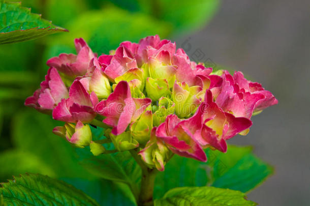 粉红色的八仙花属花花新鲜的绿色的夏