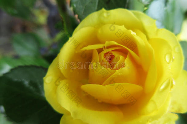 黄色的玫瑰3