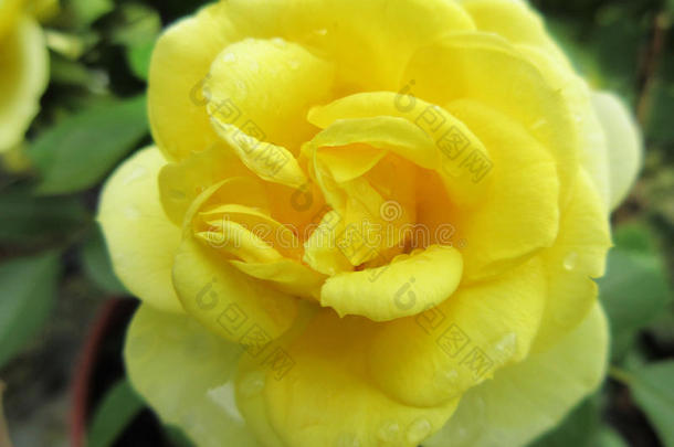 黄色的玫瑰4