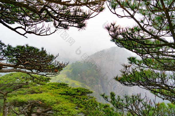 指已提到的人树和山和雾向背景关于黄山,安湖