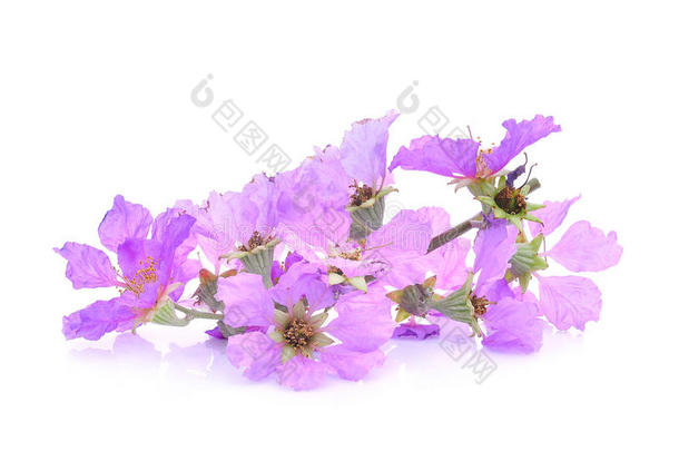 紫色的花紫薇属花束<strong>月季</strong>向白色的
