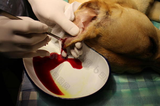 外科学-卵巢瘤在旁边狗