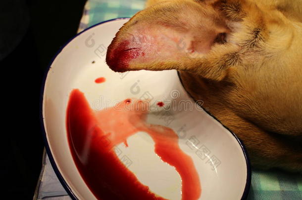 兽医的外科学-卵巢瘤在旁边狗