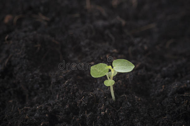 特写镜头播种植物种子生长的.观念开始在上面生活