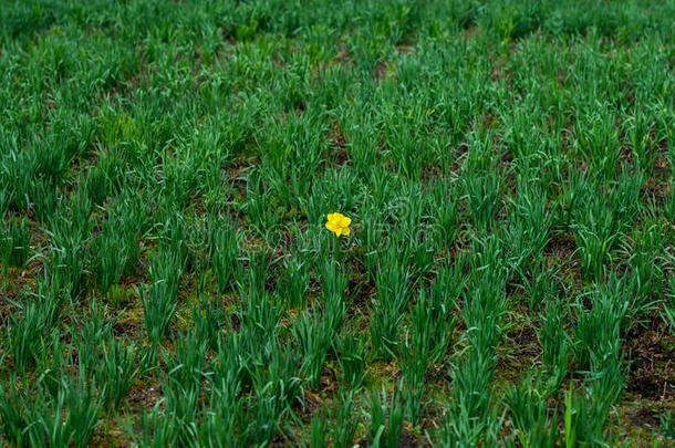 第一明亮的单一的水仙花,水仙花经过签关于groundreconstructionequipment地平面再现设备