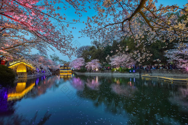 樱花夜地点