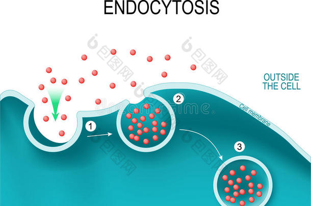 内吞作用.