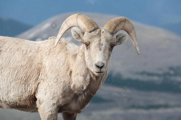 <strong>美</strong>国科罗拉多州多岩石的山大角<strong>羊羊</strong>