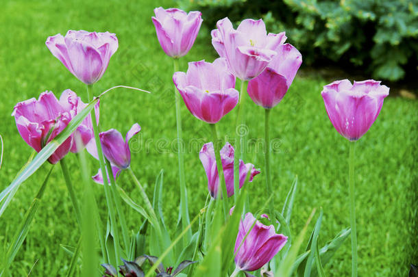 春季颜色郁金香花