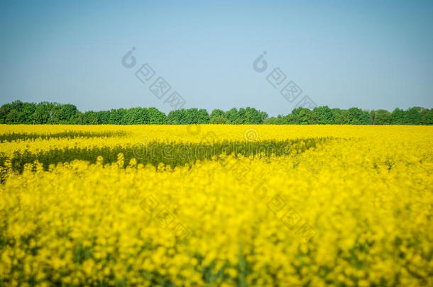 美丽的全景画背景和黄色的花田油菜籽