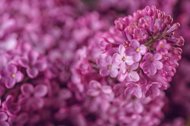 详述<strong>摄影</strong>关于紫色的丁香花属,宏指令,<strong>春季</strong>盛开的植物