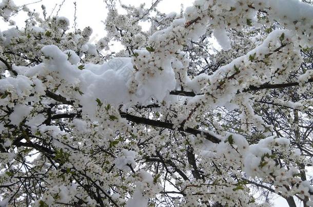 云关于白色的戒指和雪采用立陶宛