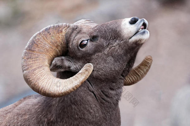 美国科罗拉多州多岩石的山大角羊羊
