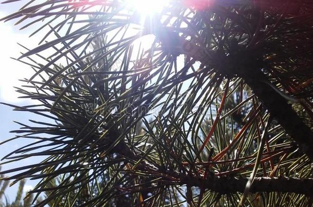 松树树开花采用明亮的阳光在近处洛克菲勒公园在