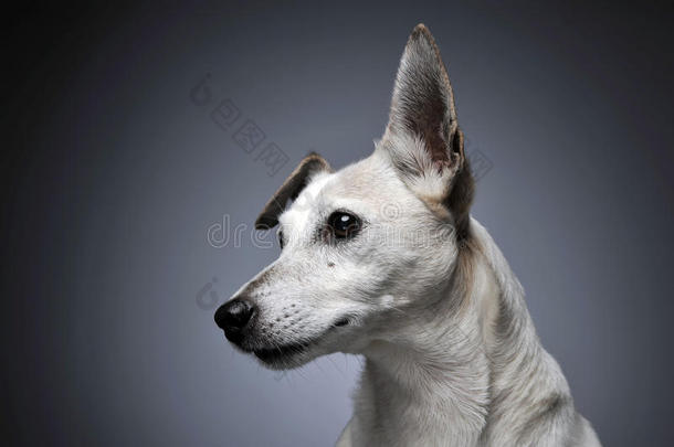 有趣的耳白色的狗肖像采用毕业了的背景