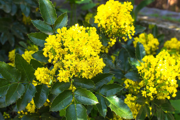俄勒冈州<strong>十大</strong>功劳阿基佛利亚和黄色的花
