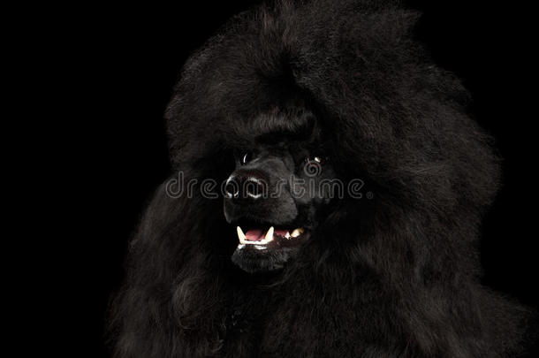 肖像关于王国的髦毛小狗狗隔离的向黑的背景