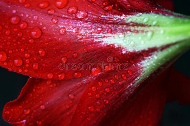 雨落下向一红色的花