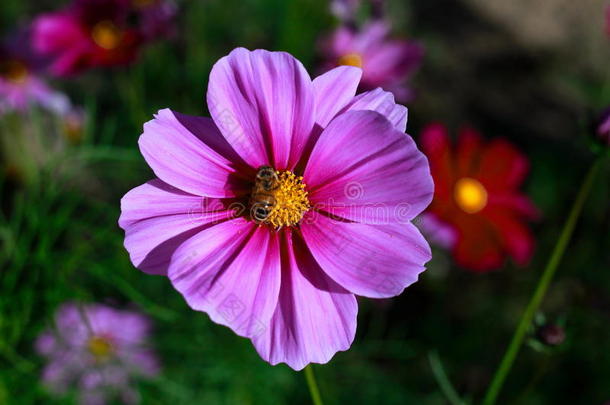 指已提到的人蜜蜂向指已提到的人美丽的<strong>粉红花</strong>