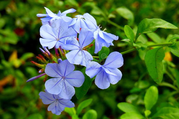光-蓝色花