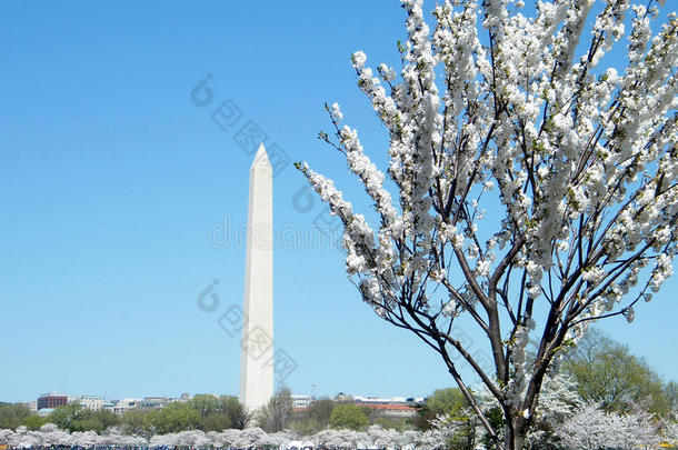 华盛顿樱桃花和华盛顿纪念碑2010