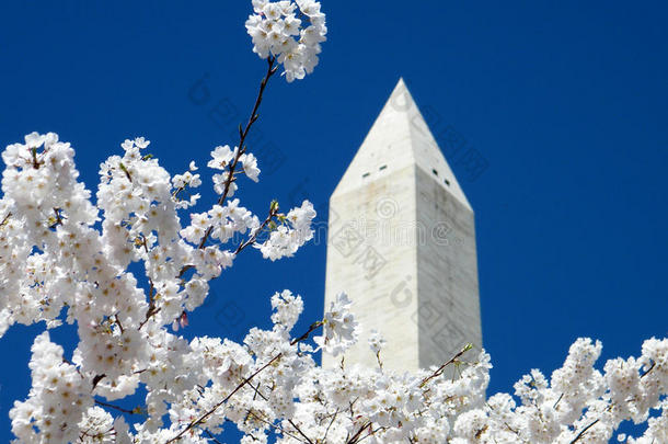 华盛顿樱桃花在近处华盛顿纪念碑2010