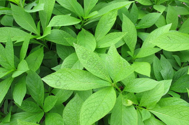 茄科的药用植物钟,斯科波利亚卡米奥利卡