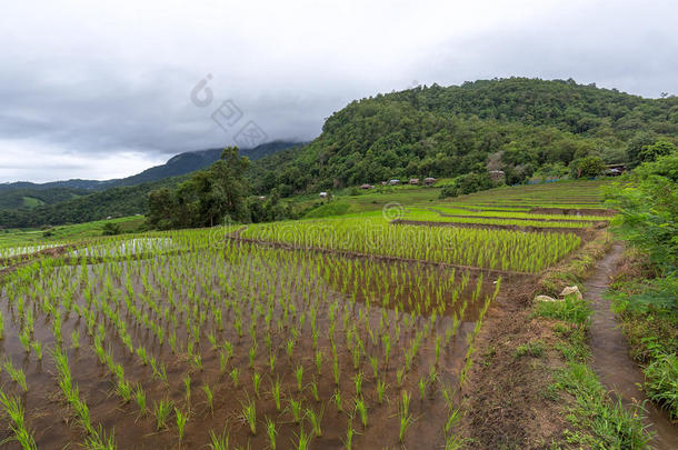 台地的稻田和小屋和山背景,城镇妈