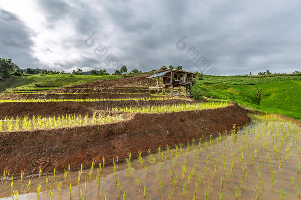 台地的稻田和小屋和山背景,城镇妈